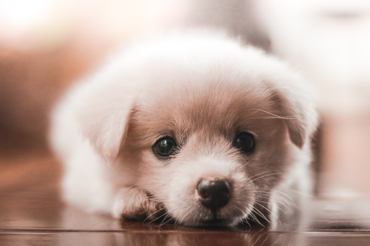 Close-Up Shot of a Puppy 