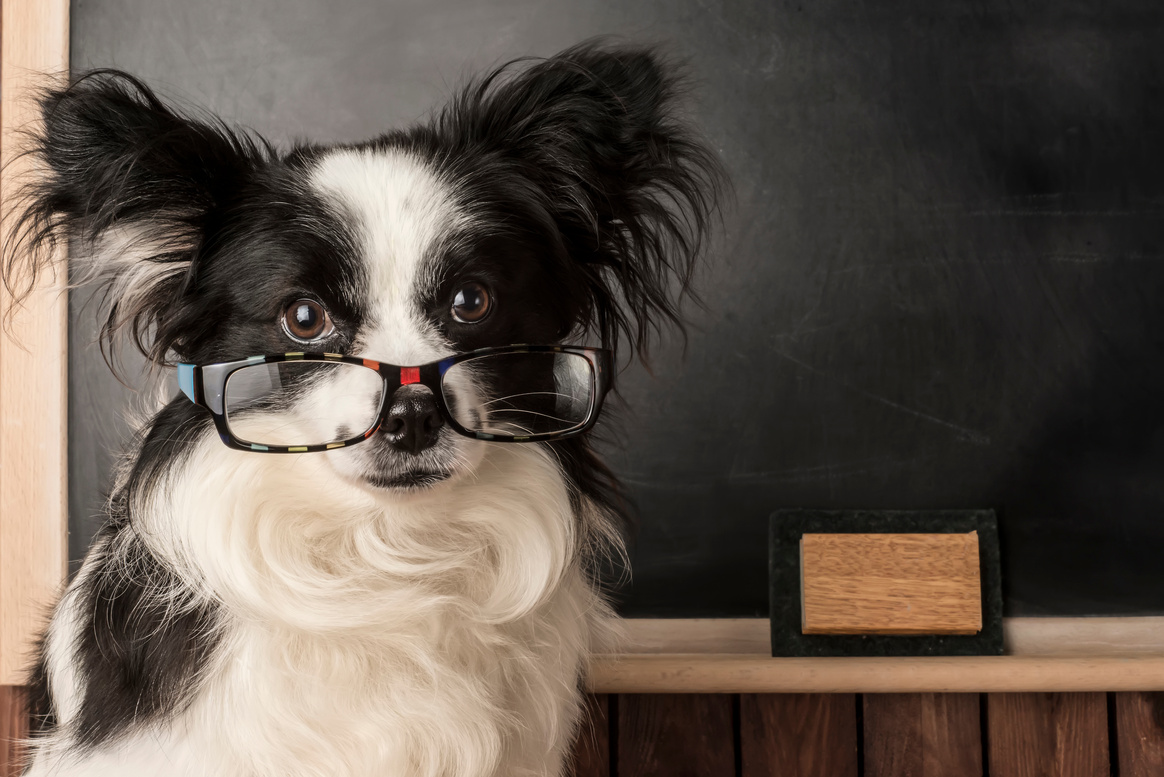 Dog as a school teacher with glasses