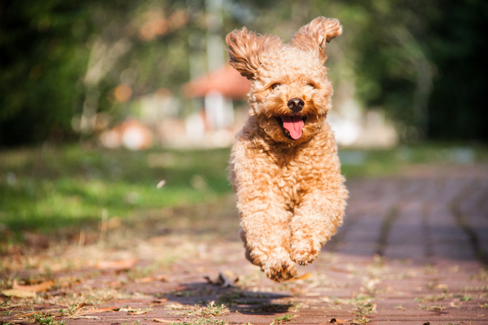 Poodle Dog