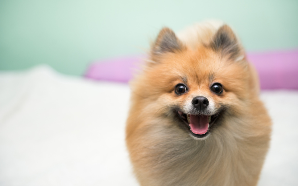 Pomeranian